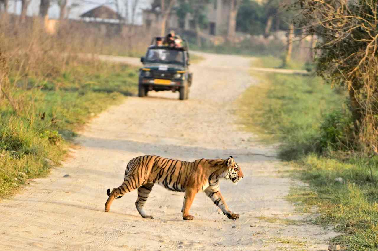 8 areas to see tigers in the wild– and exactly how to make it take place in 2024 